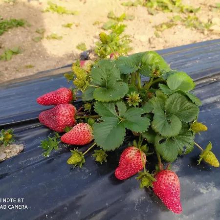 Gospodarstwo agroturystyczne Prendas De Sole